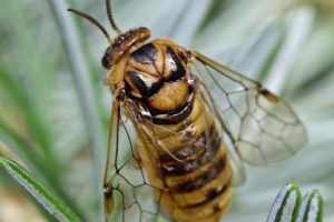 Сосна -ставка - ворог хвойних дерев Сосна -ставка - ворог хвойних дерев